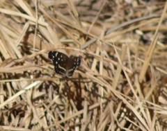 Anthanassa texana