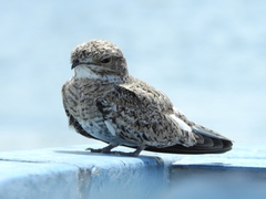 Chordeiles rupestris