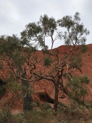 Corymbia opaca