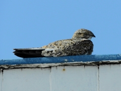 Chordeiles rupestris