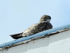 Chordeiles rupestris