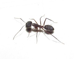 Camponotus lespesii