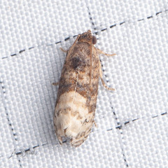 Ecdytolopha mana