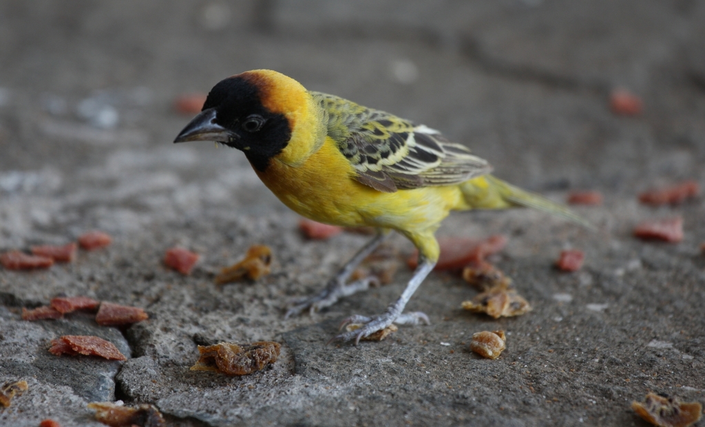 Northern Masked-Weaver photo