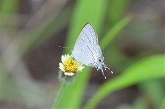 Hypolycaena philippus