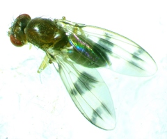 Chymomyza amoena