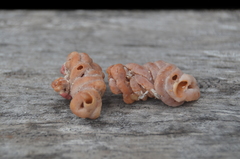 Vermetus irregularis