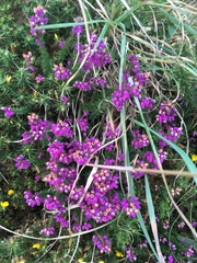 Erica cinerea
