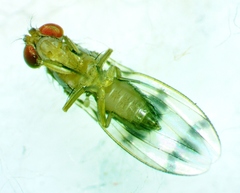 Chymomyza amoena