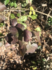 Lantana × strigocamara