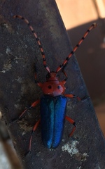 Stenaspis verticalis insignis