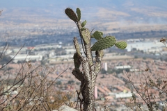 Opuntia