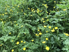Ranunculus repens