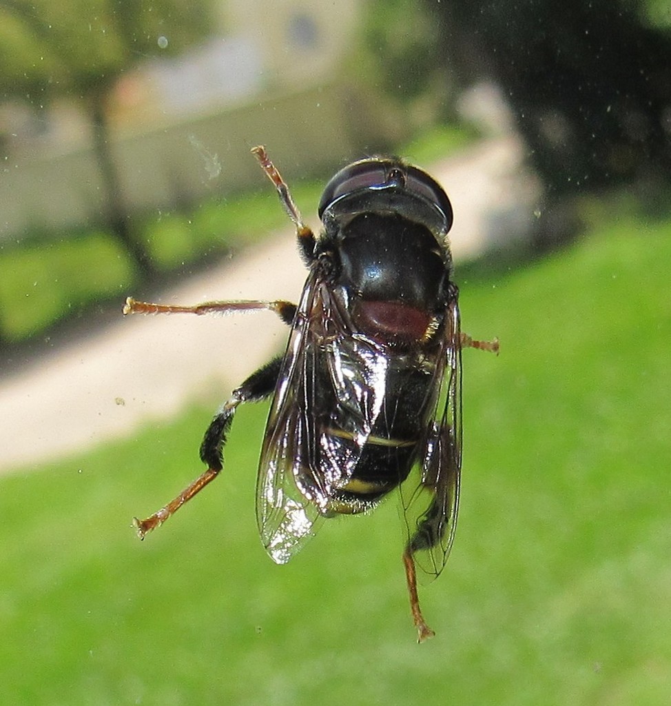 Palpada pygolampa
