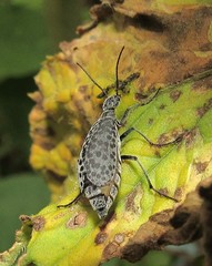 Epicauta atomaria