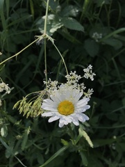 Leucanthemum vulgare