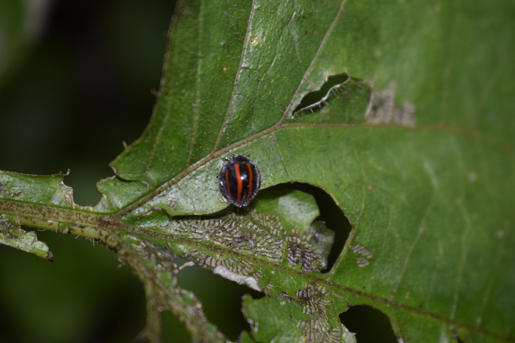 Toxotoma image