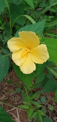 Pavonia communis