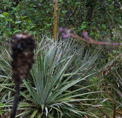 Puya glomerifera