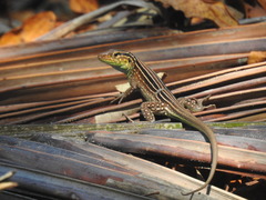 Cnemidophorus gaigei