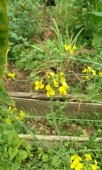 Megachile amparo
