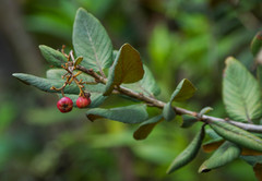 Hesperomeles ferruginea