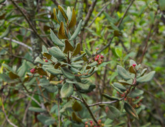 Hesperomeles ferruginea