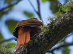 Pseudocolaptes boissonneautii