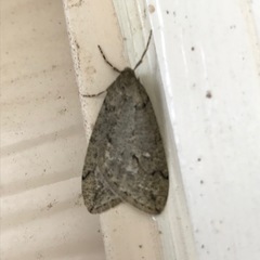 Paleacrita merriccata