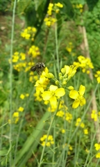 Megachile amparo