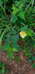Pavonia communis