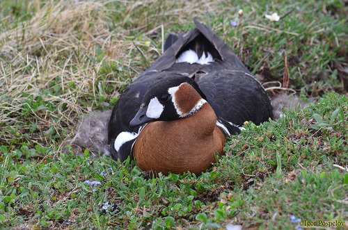 Rødhalset Gås — foto 4