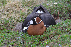 Red-Breasted Goose photo 5