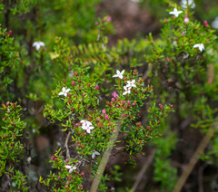 Arcytophyllum thymifolium