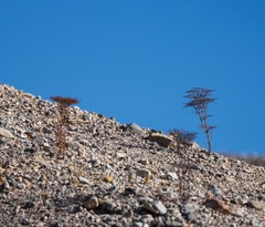 Eriogonum rixfordii