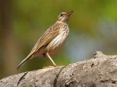 Anthus lineiventris