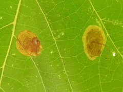 Ectoedemia platanella