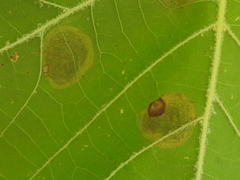 Ectoedemia platanella