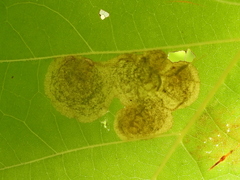 Ectoedemia platanella