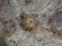Amilenus aurantiacus