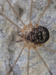 Amilenus aurantiacus