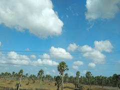 Copernicia prunifera