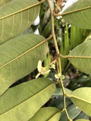 Annona exsucca