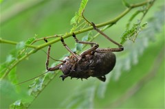 Enyaliopsis