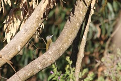 Chloropicus griseocephalus