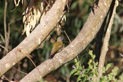 Chloropicus griseocephalus