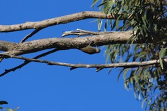 Chloropicus griseocephalus