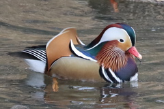 Aix galericulata