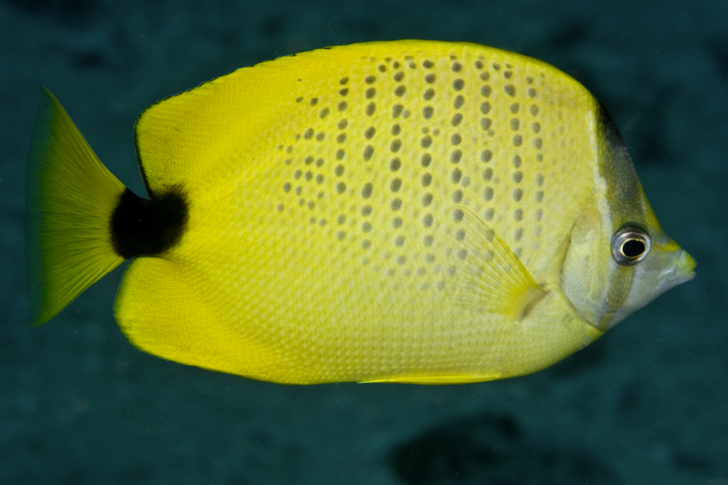 Lemon Butterflyfish