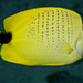 Milletseed Butterflyfish - Photo (c) Philip Thomas, some rights reserved (CC BY-NC), uploaded by Philip Thomas